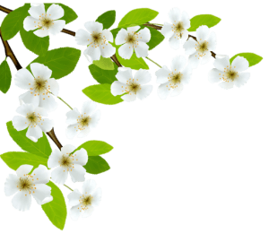 Flores - Flor Bonita Branca 2 