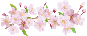 Flores - Flor Bonita Rosa 12 