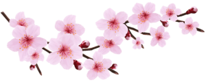 Flores - Flor Bonita Rosa 14 
