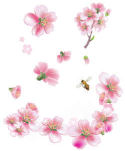 Flores - Flor Bonita Rosa 16 