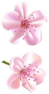 Flores - Flor Bonita Rosa 17 