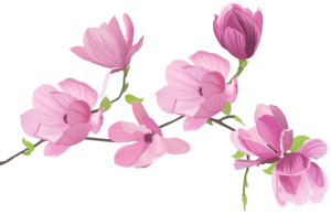 Flores - Flor Bonita Rosa 2 