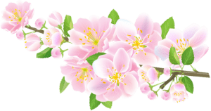 Flores - Flor Bonita Rosa 6 