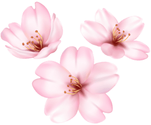 Flores - Flor Bonita Rosa 7 