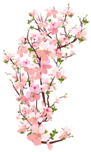 Flores - Flor Bonita Rosa 
