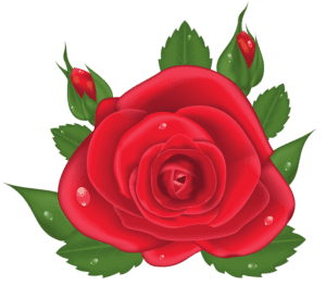 Flores - Rosa Vermelha 6 
