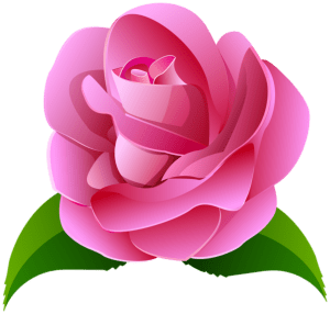 Flores - Rosa cor de Rosa 2 