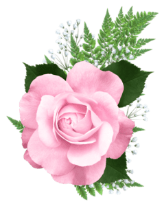 Flores - Rosa cor de Rosa 4 