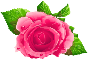Flores - Rosa cor de Rosa 5 