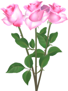 Flores - Rosa cor de Rosa 