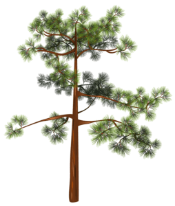 Árvores - Árvore 3 