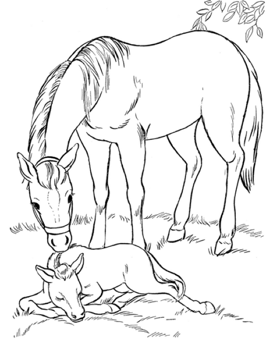 Featured image of post Desenhos De Cavalo Para Pintar E Imprimir Deixe essa amizade ainda mais especial pintando o desenho do cavalo com o passarinho de forma bem alegre