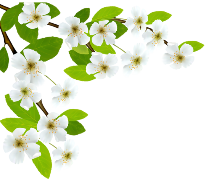 Flores - Flor Bonita Branca 2