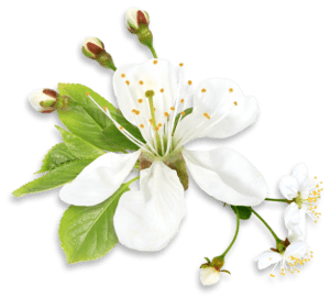 Flores - Flor Bonita Branca 3 