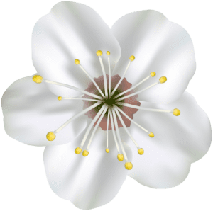 Flores - Flor Bonita Branca 4 