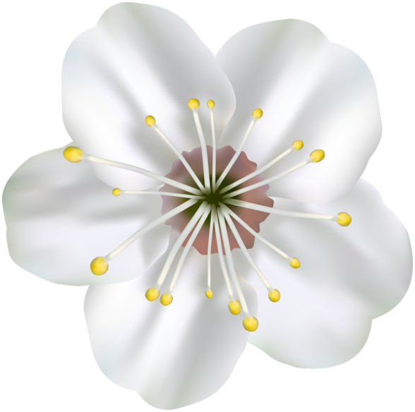 Flores Flor Bonita Branca 4 PNG Imagens e
