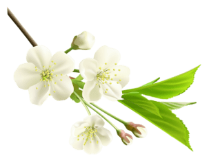 Flores - Flor Bonita Branca 6 