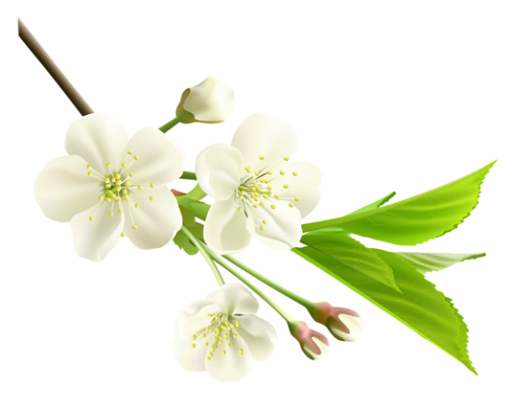 Flores - Flor Bonita Branca 6