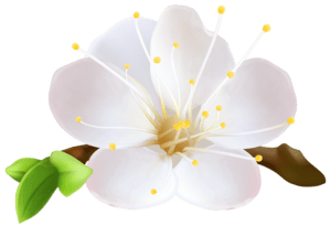 Flores - Flor Bonita Branca 