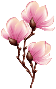 Flores - Flor Bonita Rosa 15 