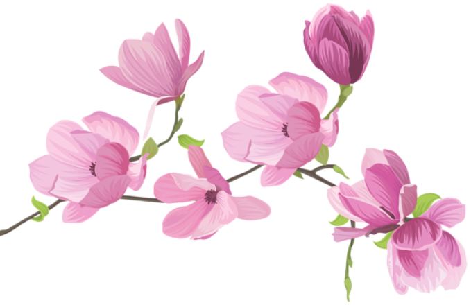 Flores - Flor Bonita Rosa 2