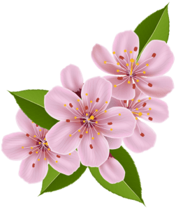 Flores - Flor Bonita Rosa 3 