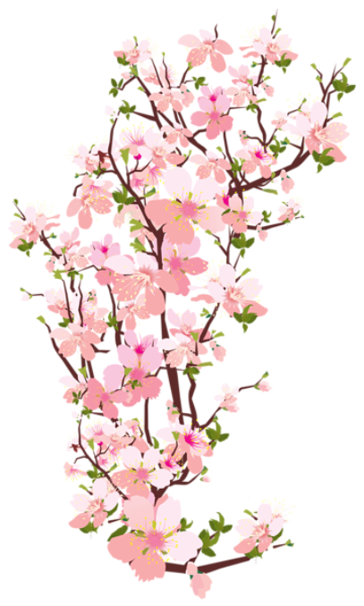 Flores - Flor Bonita Rosa