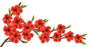 Flores - Flor Bonita Vermelha 2 