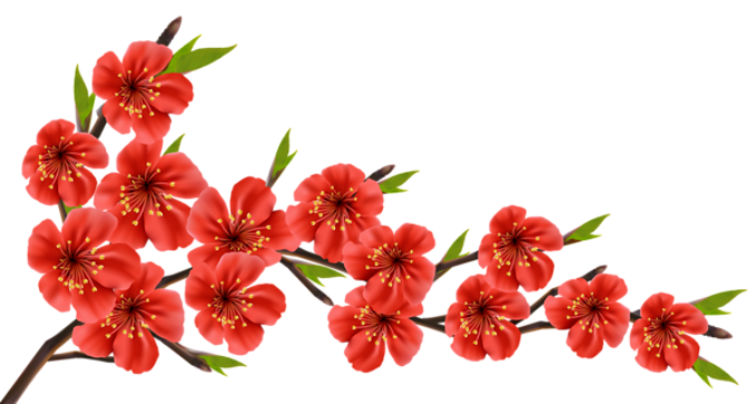 Flores - Flor Bonita Vermelha 2