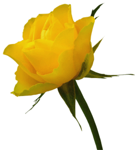 Flores - Rosa Amarela 