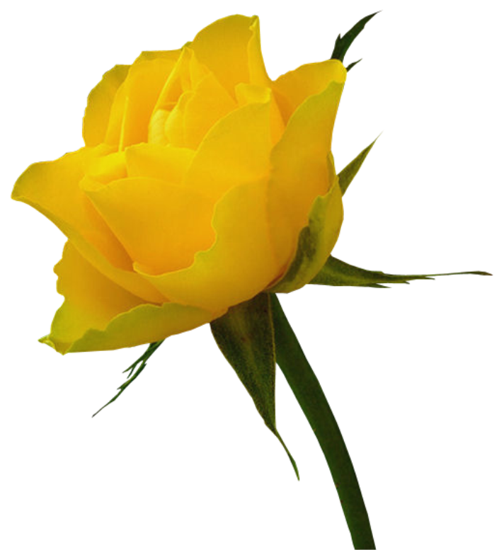 Flores - Rosa Amarela