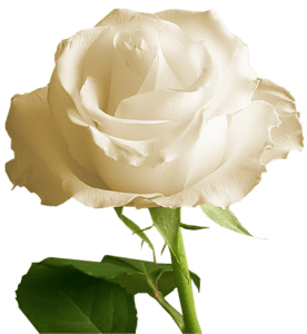 Flores - Rosa Branca 