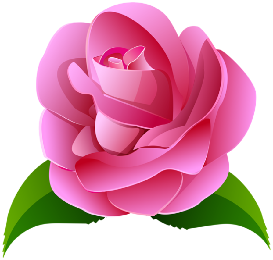 Flores - Rosa cor de Rosa 2 PNG -