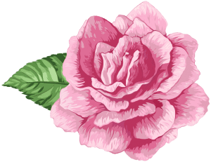 Flores - Rosa cor de Rosa 3 