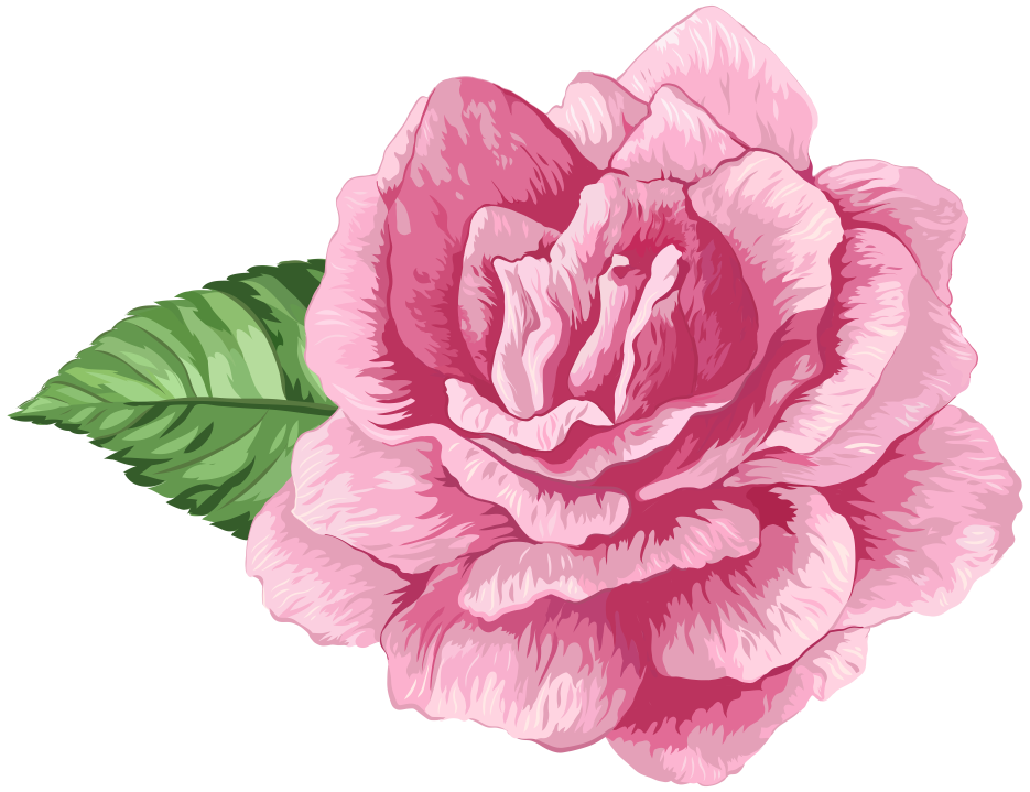 Flores - Rosa cor de Rosa 3 PNG -