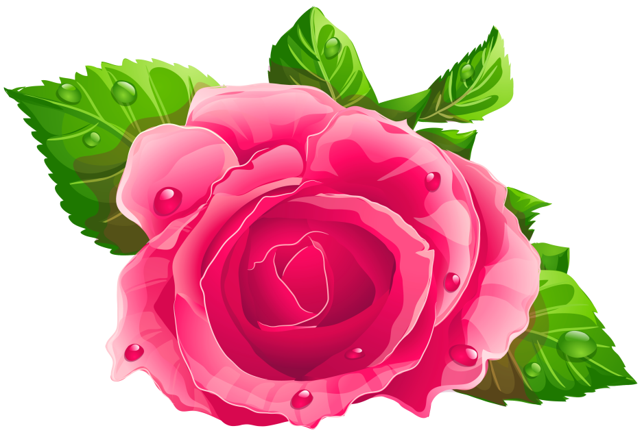 Flores - Rosa cor de Rosa 5 PNG Imagens e 