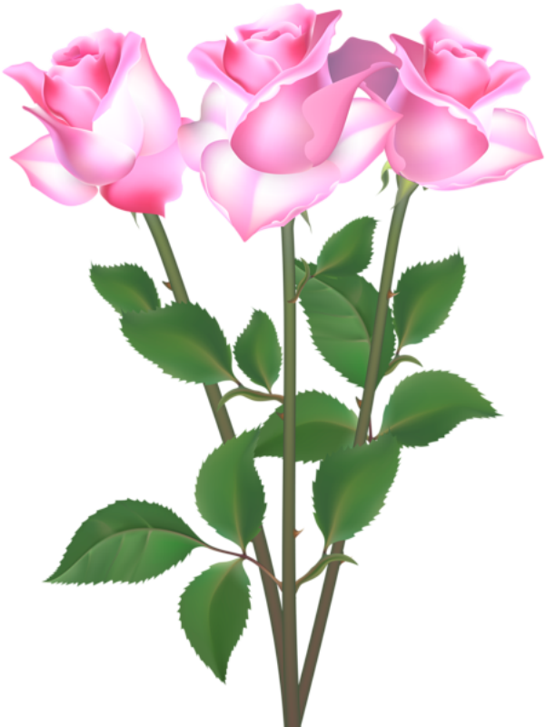 Flores - Rosa cor de Rosa PNG Imagens e Moldes.com.br