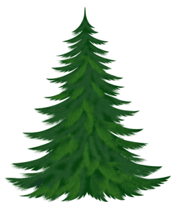 Árvores - Pinheiro 2 