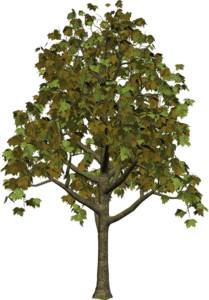 Árvores - Árvore 5 