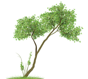 Árvores - Árvore 8 