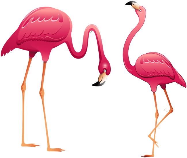 Desenho Flamingo Png