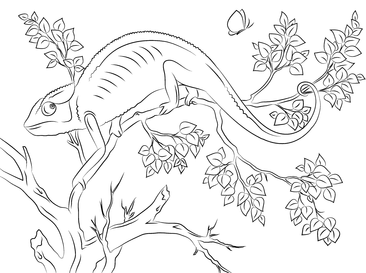 Desenho para colorir e imprimir de Camaleão na floresta