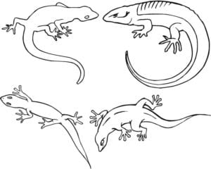 Desenho de Espécies de lagartos para colorir