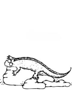 Desenho de Iguana na pedra para colorir