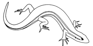Desenho de Lagartixa bonita para colorir