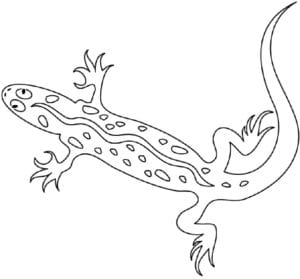 Desenho de Lagartixa pintada para colorir