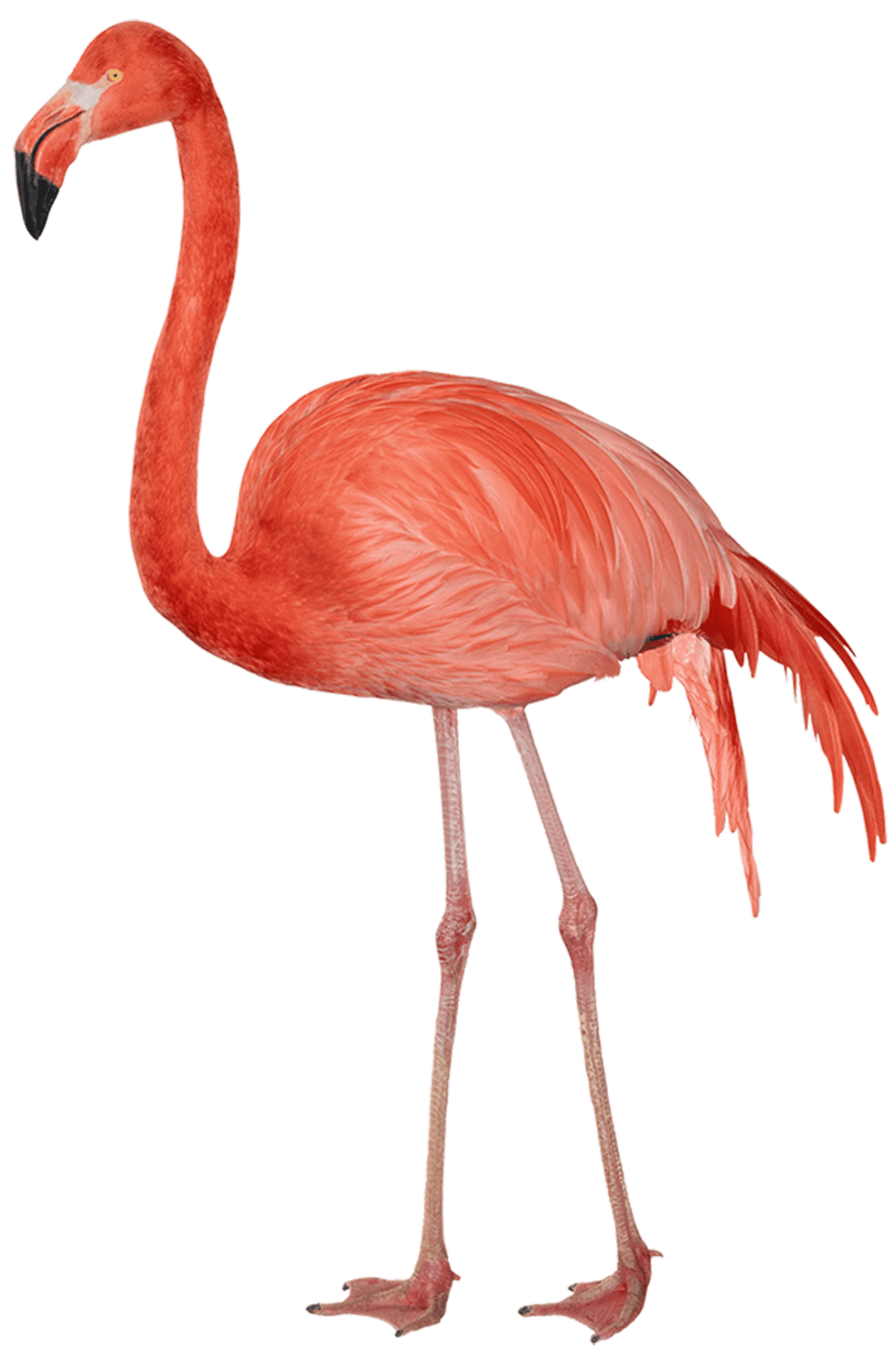 flamingo-png