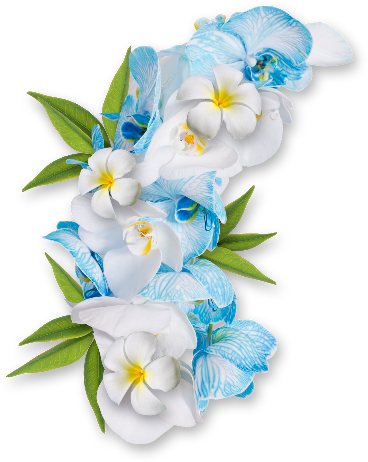 Flores PNG - + de 500 imagens de flores PNG com fundo transparente!