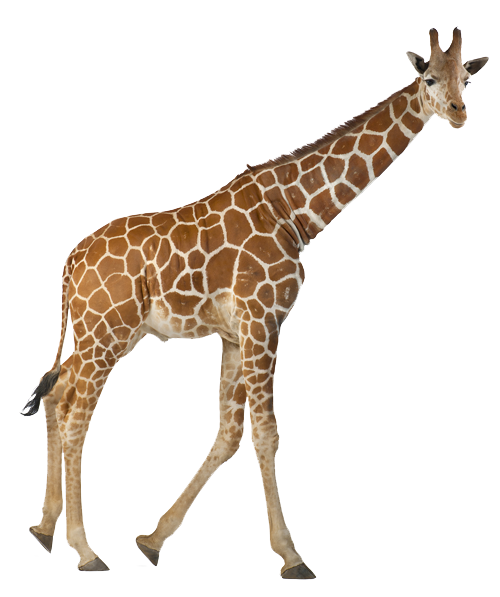 Girafa PNG - em alta resolução com fundo transparente
