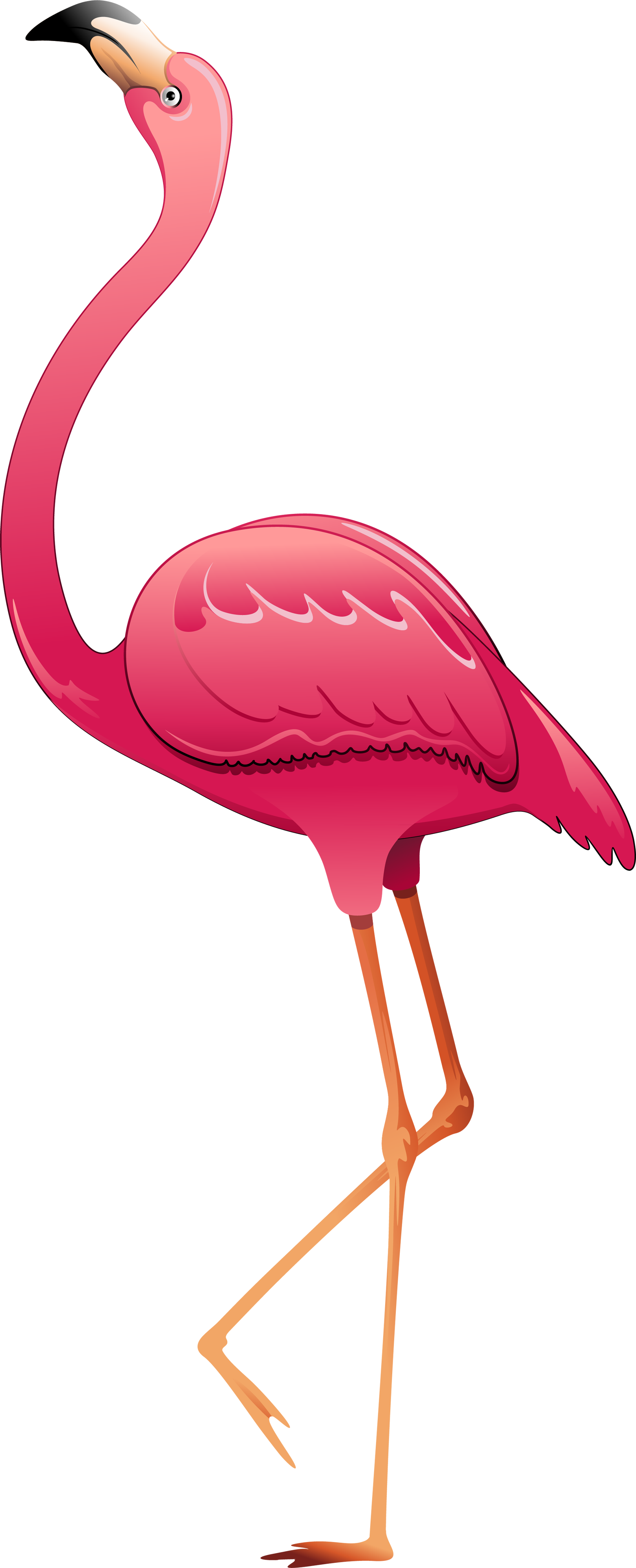 Imagem Pássaro Flamingo PNG com fundo transparente grátis!